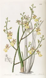 Oncidium cebolleta oder Trichocentrum cebolleta